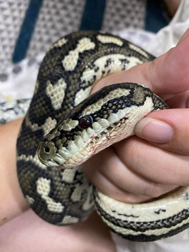 Close-up of a person holding a patterned snake gently in their hands.