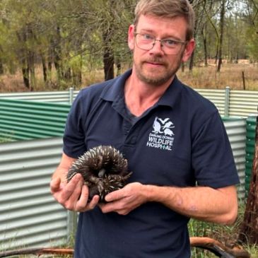 Man holding a spiky echidna outdoors near a wildlife hospital.