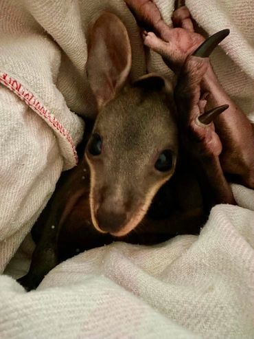 A close-up of a small, cute bat wrapped in a light cloth.