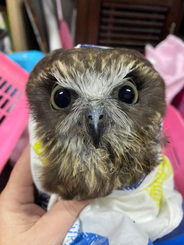 Close-up of a small owl with large eyes being gently held.