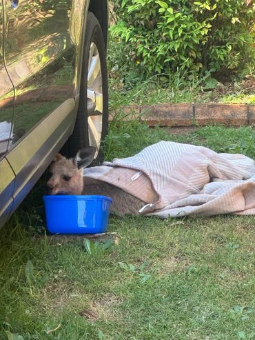 A small kangaroo wrapped in a blanket drinking from a blue bowl next to a car.