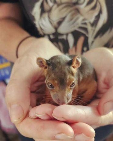Close-up of a person holding a small, brown rodent in their hands.