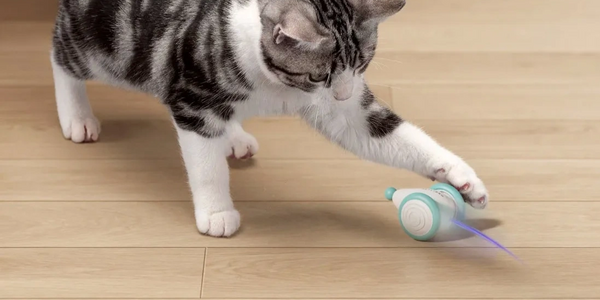 Smart Pet Automation - Toys. These will keep your pets occupied when you're not home.