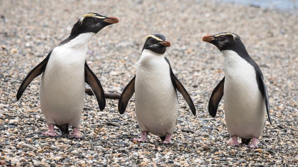 Three penguins standing on rocky ground.