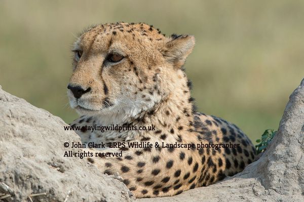 Cheetah resting among rocks in the wild.