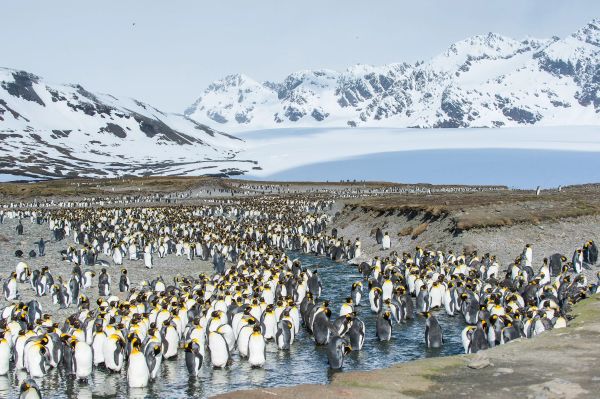 Large colony of penguins near icy mountains.