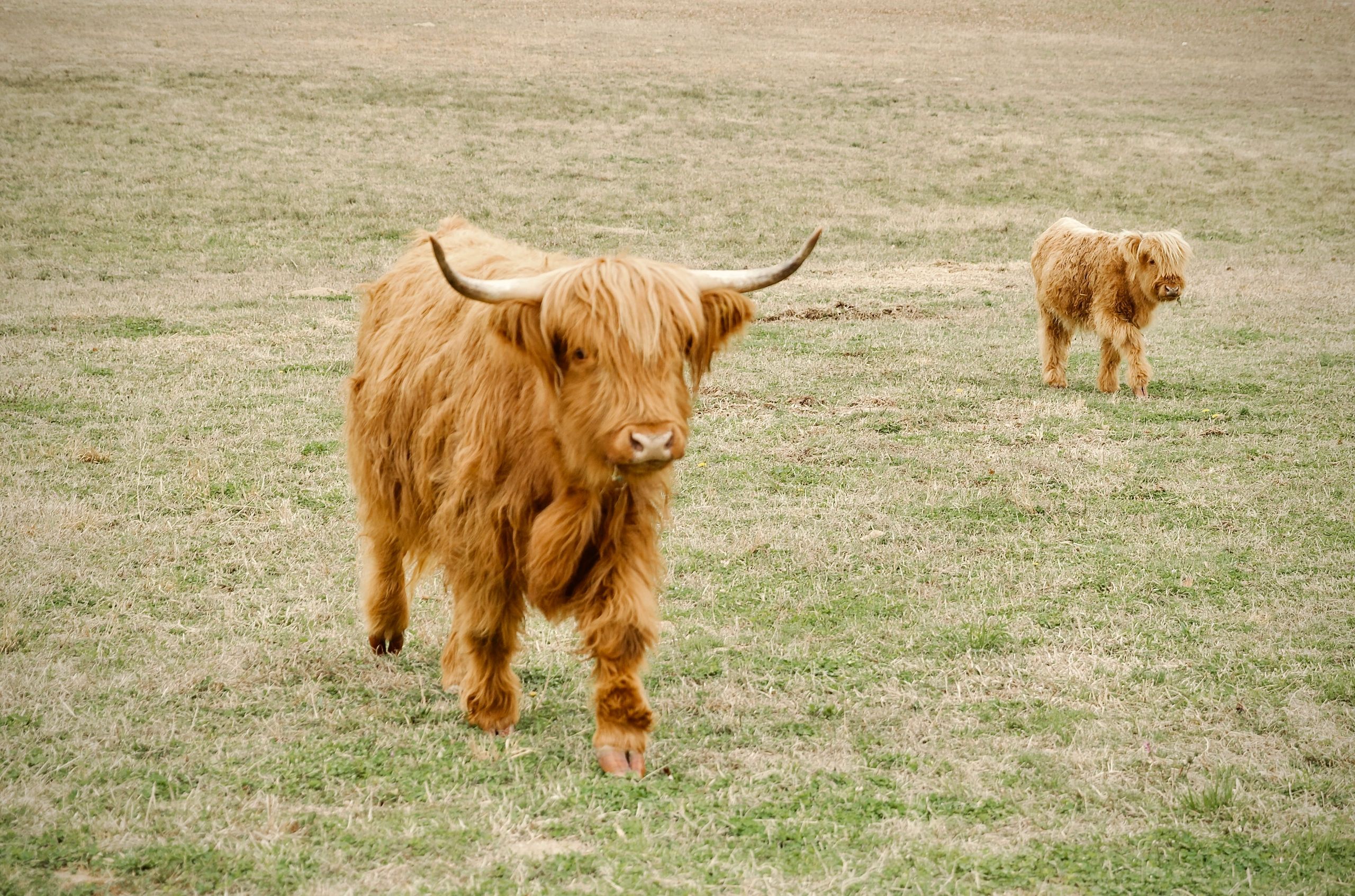 Two fluffy Highland cows grazing in a grassy field.