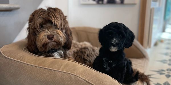 Two Australian Labradoodle dogs sitting in a dog bed