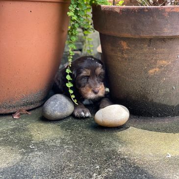 Australian Labradoodle puppy