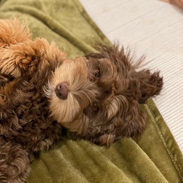 Australian Labradoodle puppy lying on bed