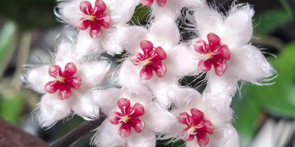 Close-up of delicate pink and red flowers with fuzzy petals.