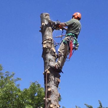 Tree pruning and felling 