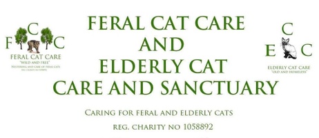 feral & elderly cat care dorset