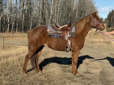 A brown horse with a saddle stands on a dirt path near leafless trees.