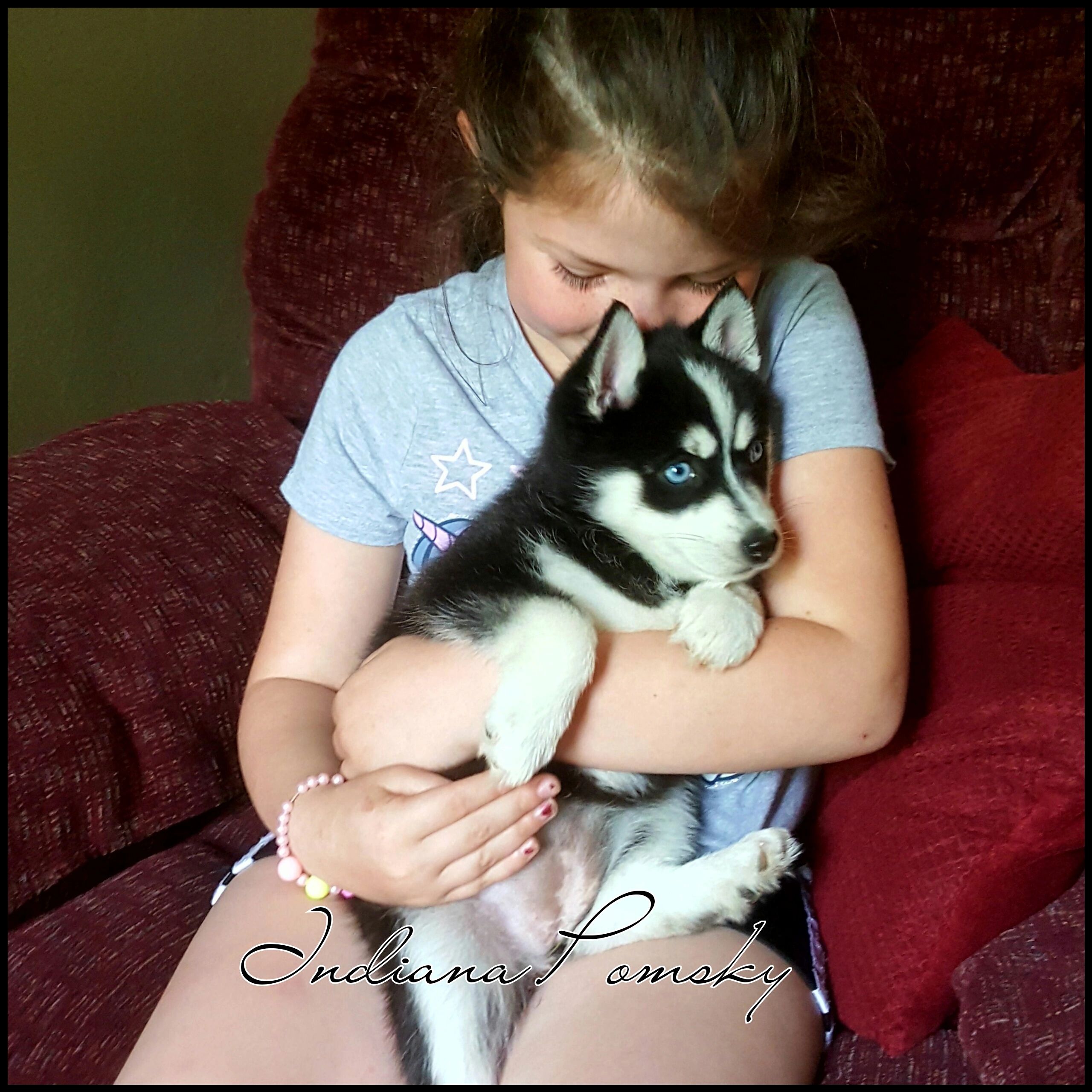 How Much Do Pomsky Shed