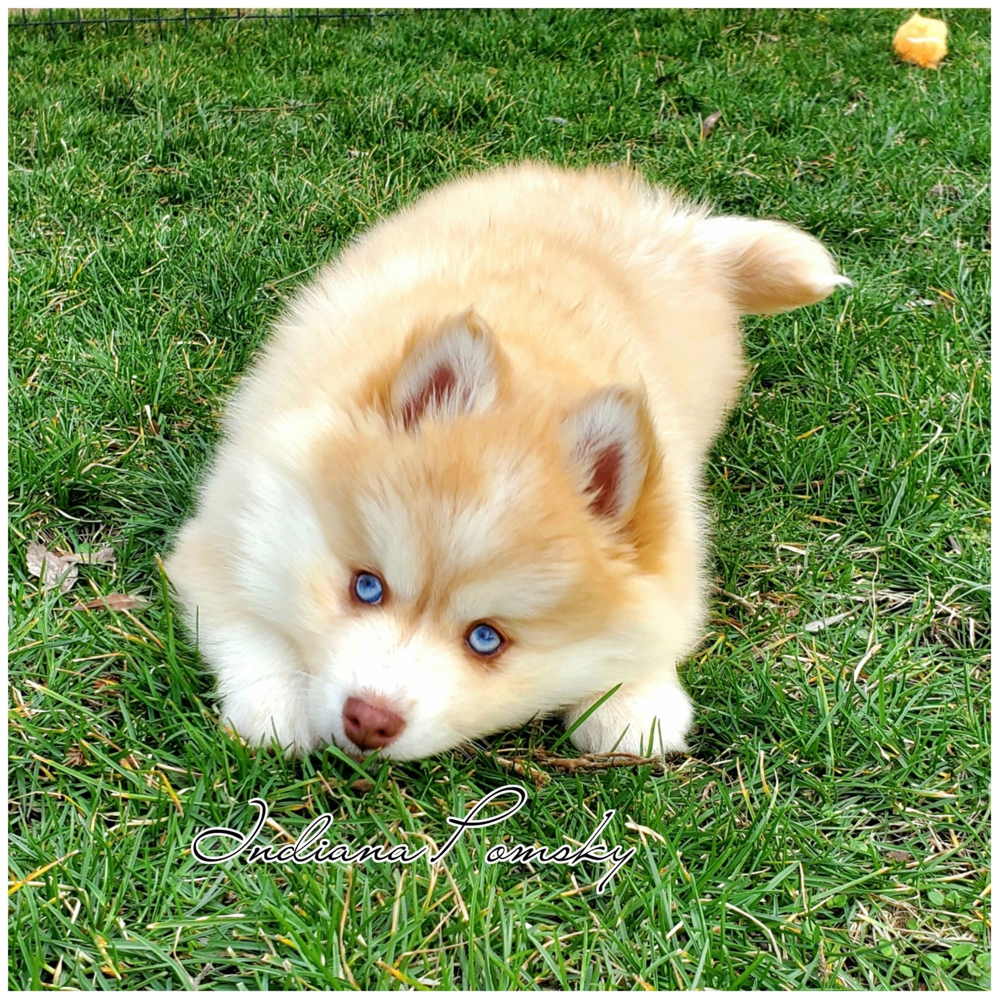Local hotsell pomsky breeders