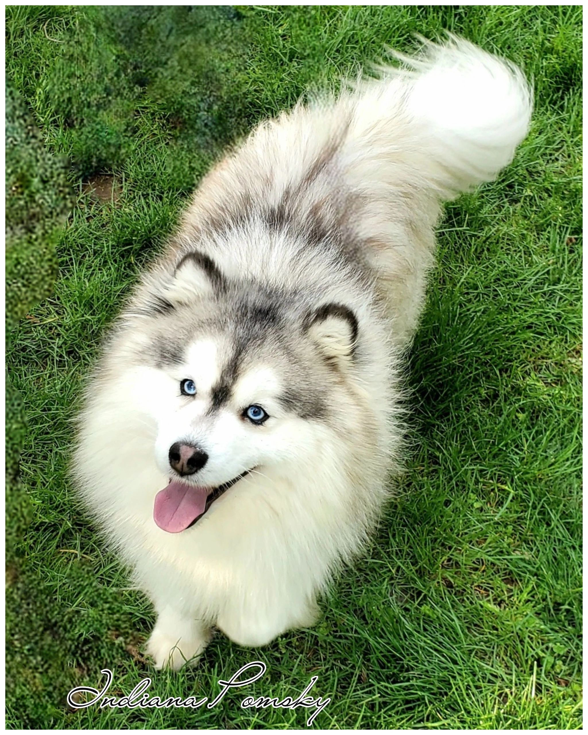 Siberian About Pomsky Breed Designer Pomsky Puppies For Sale Lone