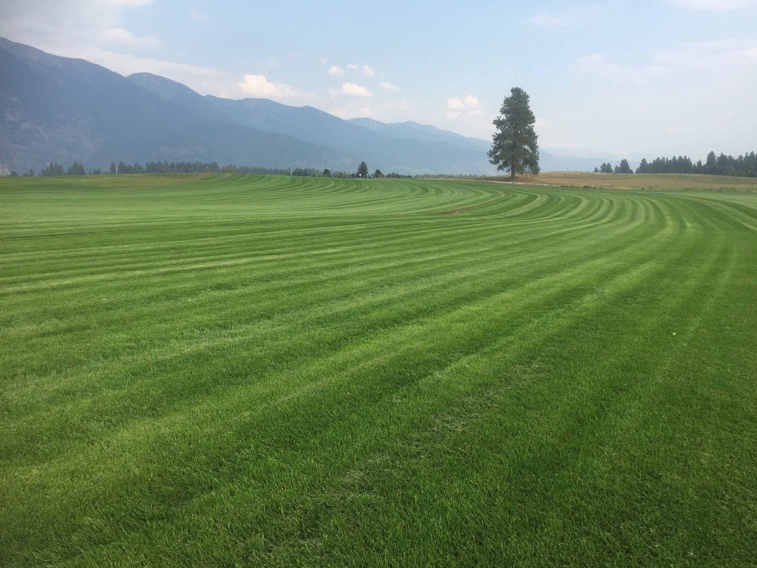 Flathead Valley Sod Farm Sod Supplier, Sod, Landscape Supply