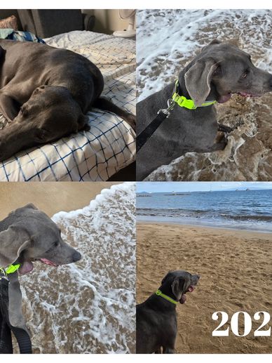 A gray dog enjoying beach waves and relaxing on a bed.