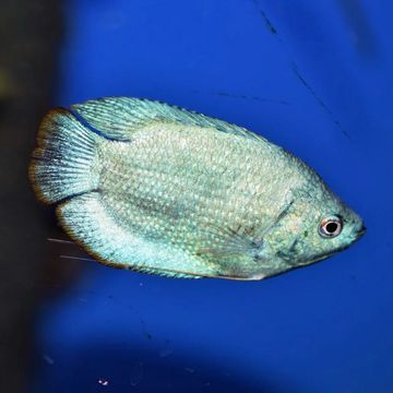 POWEDER BLUE DWARF GOURAMI fish