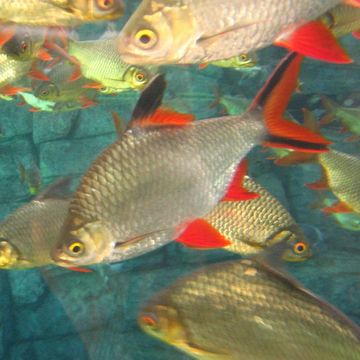 TINFOIL BARB fish