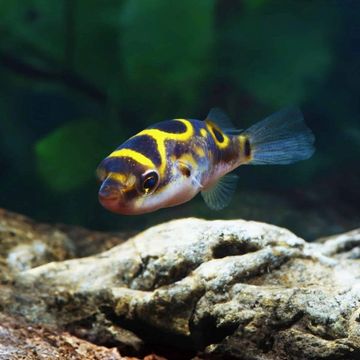 FIGURE 8 PUFFER Fish