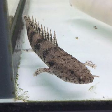 TIGER BICHIR fish
