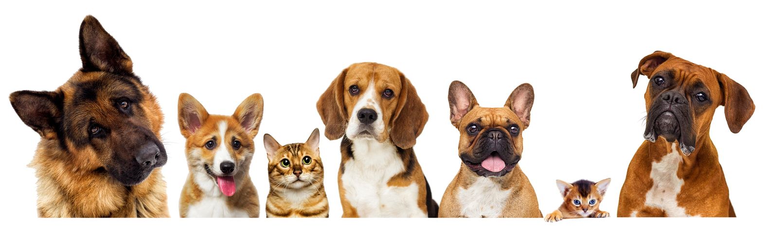 Pet Sitting Dog Walking Overnight Pet Sitting Pet Sitting Drop-ins Cat Sitting