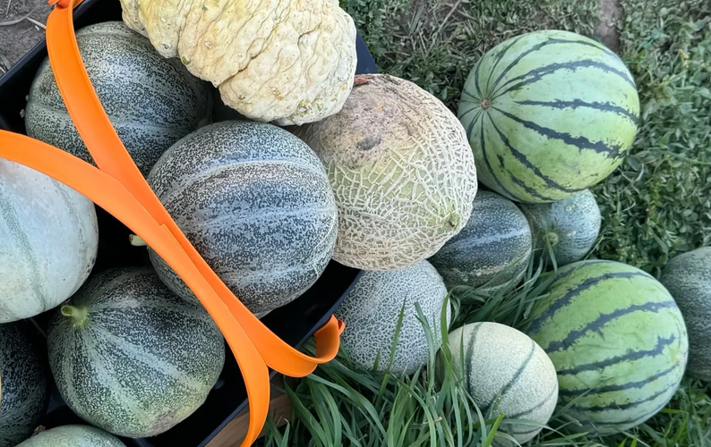 Melons from farm