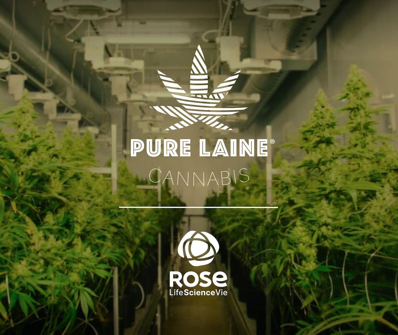 ROSE LifeScience  Quebec's Cannabis