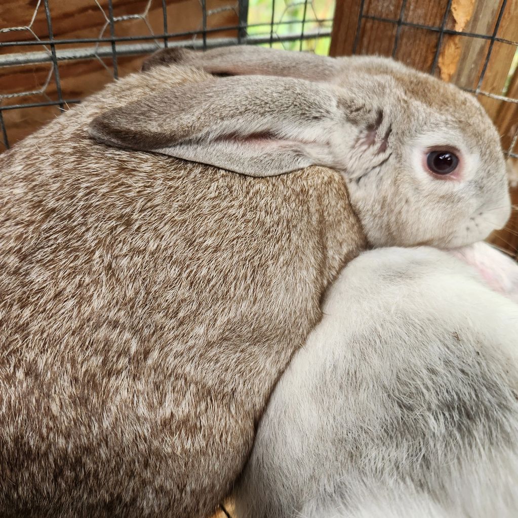 #tamuk #rabbits @ #shabbytown sleepy x boaz 1 litter