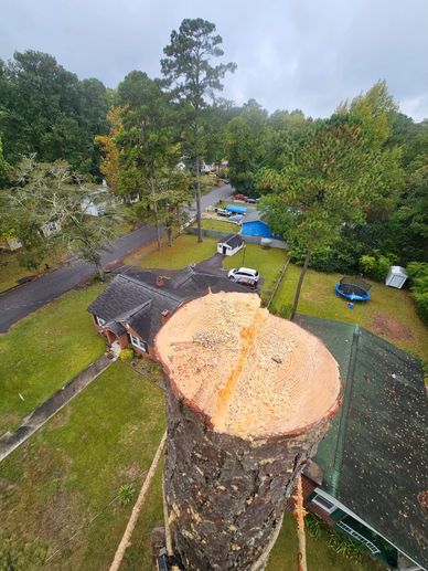 Aerial view after a tree topping is done. 