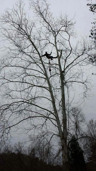 Tree Climber performing aerial worker positioning. 