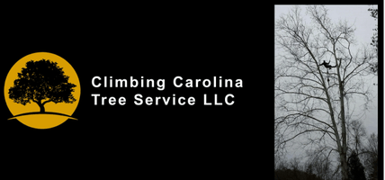 South Carolinas Tree Service Company 