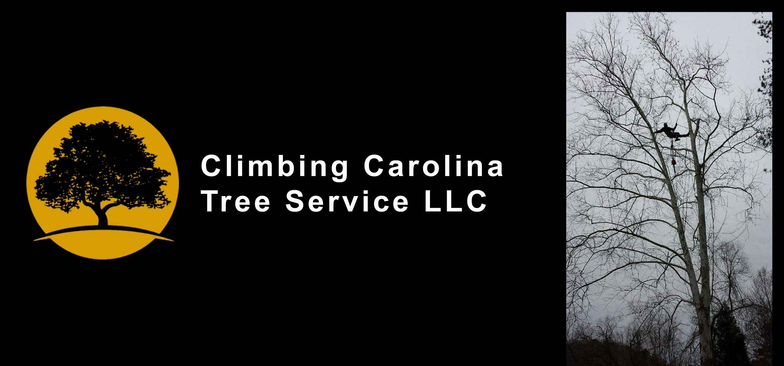 Professional Tree Service of Lexington South Carolina 