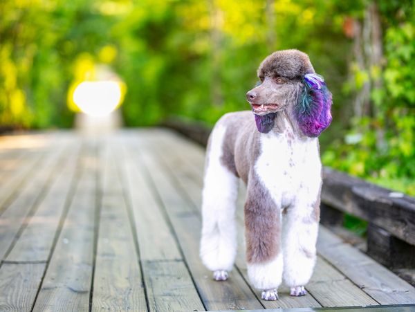 Best poodle groomer near me sale
