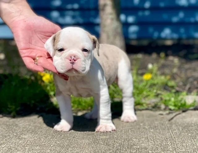ABOUT THE OLDE ENGLISH BULLDOGGE