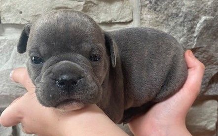 Available puppies at Avery's Acres