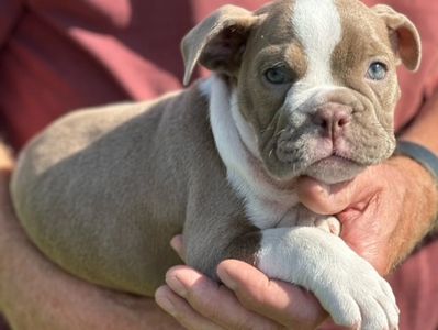 Averys Acres Puppies