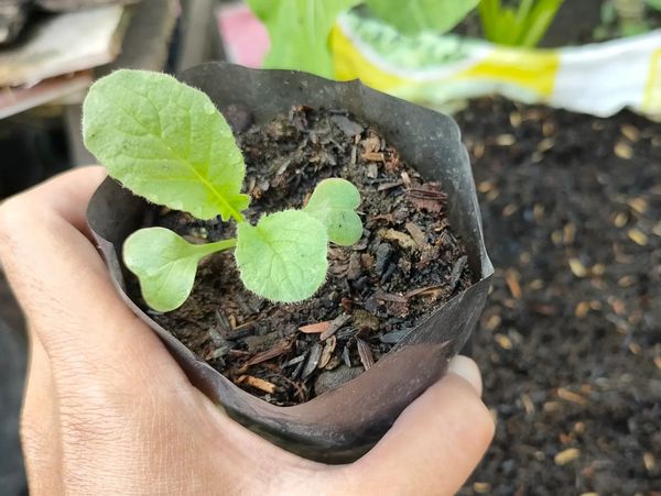 A hand holds a small black plastic bag with a green sprout, with soil and a spade in the background.