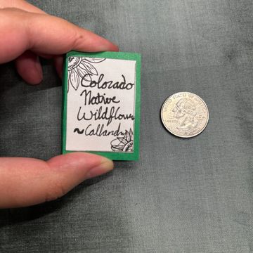 Tiny handmade mini book about Colorado native wildflowers next to a coin.