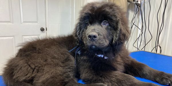Fluffy black Newfoundland puppy resting on a blue table.