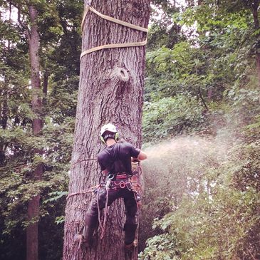 Tree Removal with a Crane in charlotte, nc