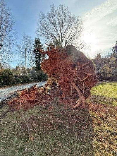 Stump Grinding in Charlotte, North Carolina
