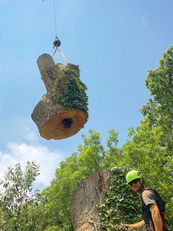 Tree Removal in charlotte nc