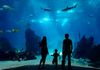 The Long Beach Aquarium