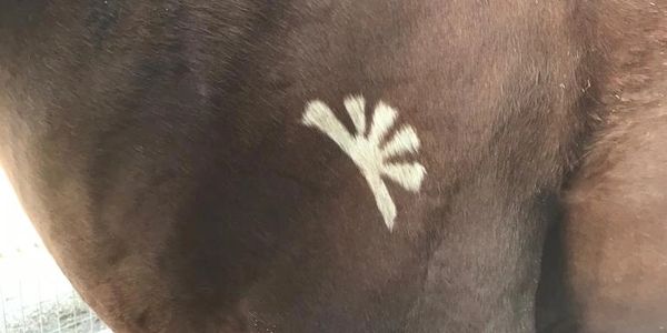 freeze branding for horses