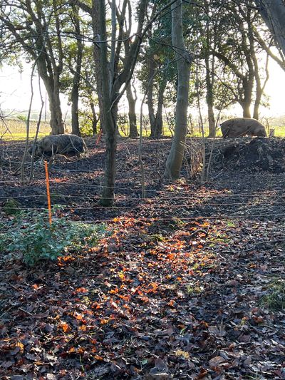 Two pigs in a wooded area with fallen leaves.