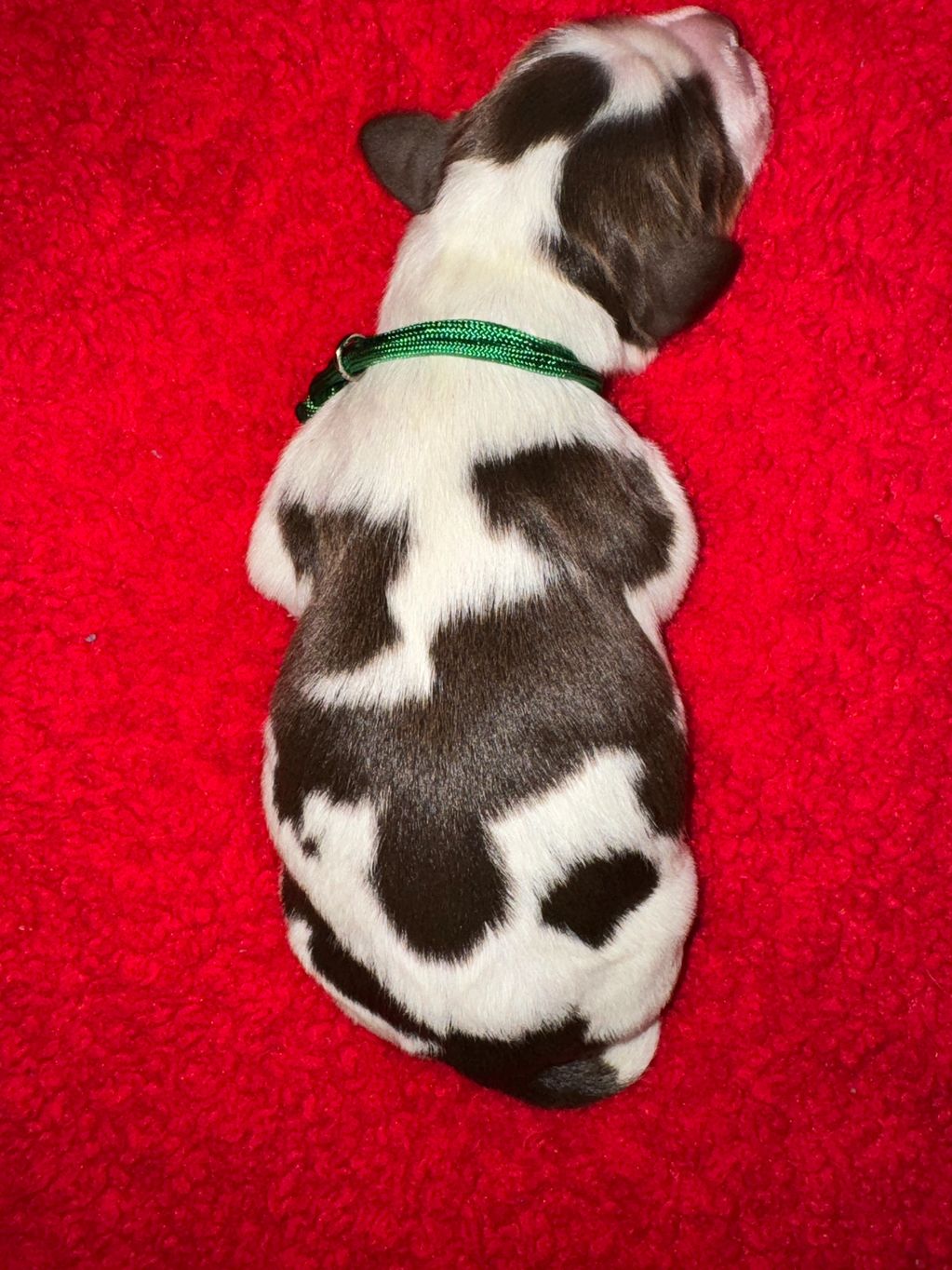 Green Collar Male - Liver Tri (Available) 