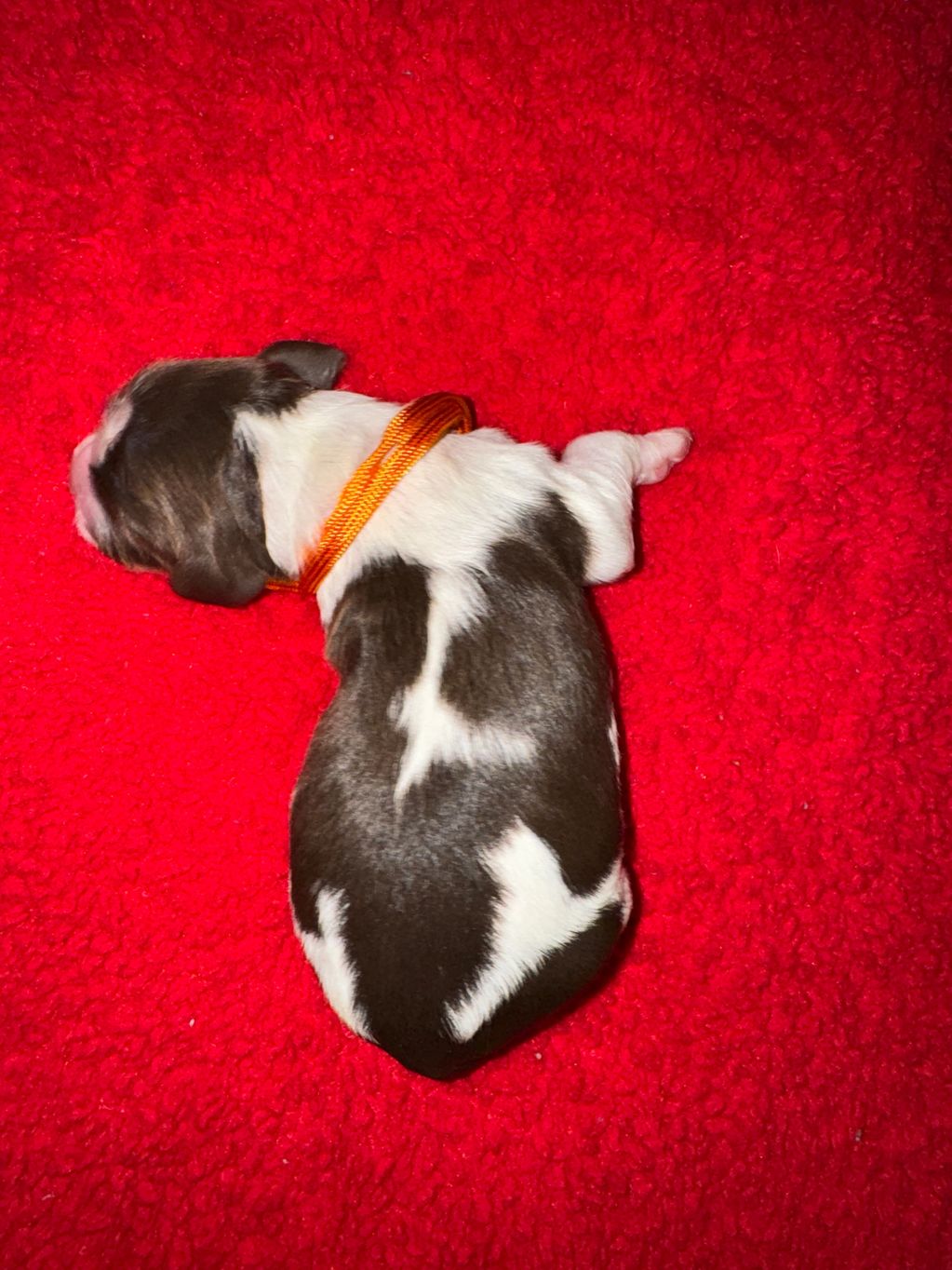 Orange Collar Male - Liver Tri (Available) 